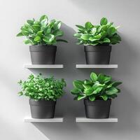 Lush green plants in black pots are elegantly displayed on white square shelves, creating refreshing and modern aesthetic for any space photo