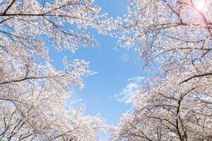 cherry blossom flower of pink color on sunny backdrop. Beautiful nature spring background with a branch of blooming sakura. With blue sky as a backdrop. photo