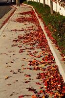 Autumn Leaves On Sidewalk With Curb And Green Plants photo