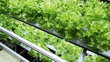Indoor vertical farm or modern vegetable farming that use new technology of seeding plants on vertical stack. Indoor farm Hydroponic plants growing under LED lights to reduce CO2 emission. QC passed. photo