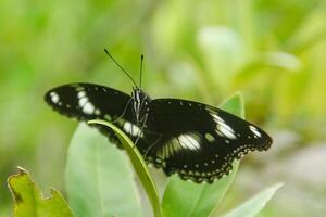 Hypolimnas Bolina species of butterfly that has a beautiful and charming pattern, the butterfly lives on the branches of lime trees photo