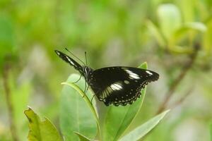 Hypolimnas Bolina species of butterfly that has a beautiful and charming pattern, the butterfly lives on the branches of lime trees photo