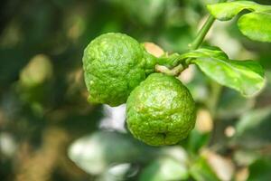 Green kaffir lime fruit that is still on the tree and shines with beautiful morning sunlight photo