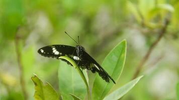 Hypolimnas Bolina species of butterfly that has a beautiful and charming pattern, the butterfly lives on the branches of lime trees photo