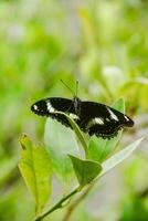 Hypolimnas Bolina species of butterfly that has a beautiful and charming pattern, the butterfly lives on the branches of lime trees photo