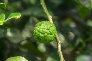 Green kaffir lime fruit that is still on the tree and shines with beautiful morning sunlight photo