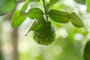 Green kaffir lime fruit that is still on the tree and shines with beautiful morning sunlight photo