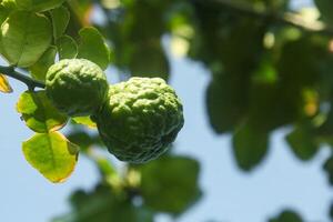 Green kaffir lime fruit that is still on the tree and shines with beautiful morning sunlight photo