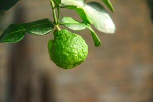 Green kaffir lime fruit that is still on the tree and shines with beautiful morning sunlight photo