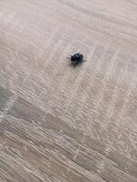 a photo of a fly on a wooden table surface