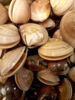 A photo of a pile of fresh clam at a supermarket.