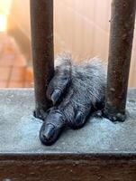 photo of the hands of a Javan gibbon Hylobates moloch in its enclosure at the zoo