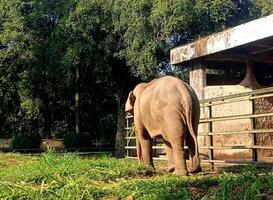 a photo of an elephant seen from behind at the zoo