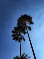 Three palm trees are standing tall with clear blue sky, with the sun shining brightly on them. The sky is clear and blue, creating a peaceful and serene atmosphere photo