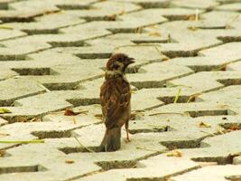 an eurasian tree sparrow bird is standing on a brick sidewalk, looking for food. The bird is brown and has a black beak. The sidewalk is made of bricks and has a few leaves on it. photo