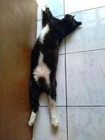 A black and white cat is lying on the floor. The cat was lying on its back with its paws straight next to its head photo