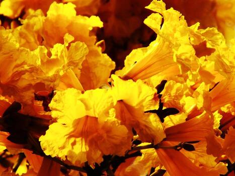 un hermosa de amarillo flores el flores son en lleno floración y son muy vibrante. el flores son arreglado en un camino ese crea un sentido de profundidad y textura. escena es calentar y atractivo foto