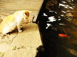A cat is sitting on the edge of a fish pond. The cat was looking at the water, and there were fish in the water photo