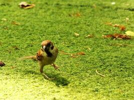 an eurasian tree sparrow bird is standing on a green lawn. The bird is brown and has a black beak. photo