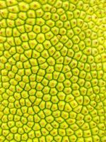 Abstract background texture image is of a jackfruits skin with a lot of small dots on it. The texture is very detailed and unique. photo