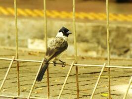 Sooty headed bulbul bird perching on the fence. The bird is black and white. The fence is made of metal photo