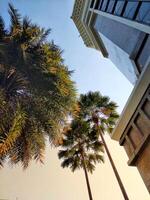 A palm tree is in front of a building. The sky is blue and the palm tree is green photo