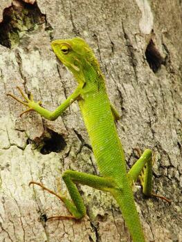 un verde jardín camaleón lagartos es encaramado en un árbol trompa. el lagartija es verde y tiene un largo cola. el lagartija es mirando arriba a el cámara. foto