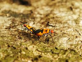 Selective focus, a pair of a red cotton stainer bug or Dysdercus cingulatus is doing a mating process at the garden. This bug is in the family of Pyrhocoridae and is a serious pest of cotton crops photo
