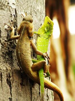 un par de jardín camaleón lagartos son en un árbol trompa, posiblemente en el proceso de apareamiento. uno es verde y el otro es marrón. foto