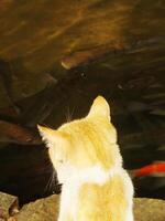 A cat is staring at a group of fish in a pond. The fish are swimming in the water, and the cat is watching them intently. The scene is peaceful and serene, with the cat's gaze fixed on the fish photo