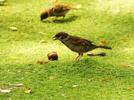 an eurasian tree sparrow bird is standing on a green lawn. The bird is brown and has a black beak. photo