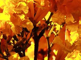 A beautiful of yellow flowers. The flowers are in full bloom and are very vibrant. The flowers are arranged in a way that creates a sense of depth and texture. Scene is warm and inviting photo