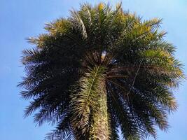 A tall palm tree with green leaves and a blue sky in the background. The tree is the main focus of the image photo