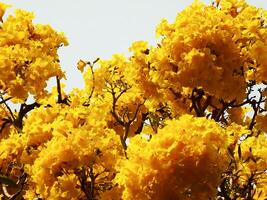 A beautiful of yellow flowers. The flowers are in full bloom and are very vibrant. The flowers are arranged in a way that creates a sense of depth and texture. Scene is warm and inviting photo