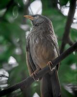 Captivating jungle babbler spotted in its lush, verdant retreat photo
