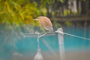 A tranquil moment in nature, where an Indian Pond Heron rests amidst a rustic, weathered structure. Its camouflaged plumage blends seamlessly with the serene, verdant backdrop. photo