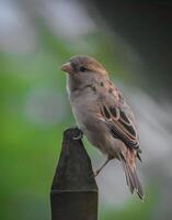 Perched atop its steel throne, this sparrow commands the serene scene, its plumage a symphony of earthy tones. A fleeting moment of tranquility, captured. photo
