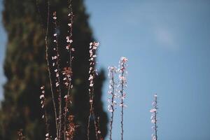 Flowering branches of a tree photo