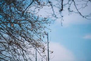 branches of a tree in winter photo