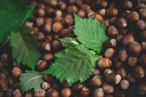 Hazelnuts in a wooden bowl on rustic background, Hazelnut background with green leaf photo