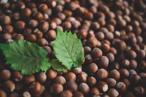 Hazelnuts in a wooden bowl on rustic background, Hazelnut background with green leaf photo