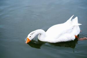 White swans in the park on the shore of the lake photo