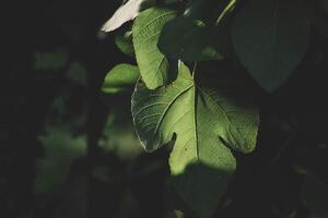 Close-up of a fig leaf photo