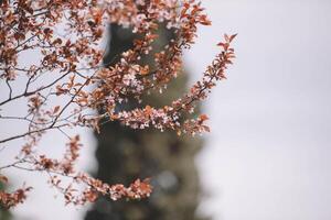 Flowering branches of a tree photo