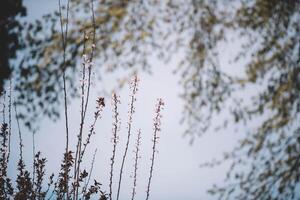 Flowering branches of a tree photo