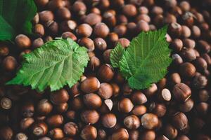 Hazelnuts in a wooden bowl on rustic background, Hazelnut background with green leaf photo