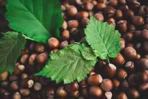 Hazelnuts in a wooden bowl on rustic background, Hazelnut background with green leaf photo
