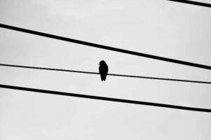 electricity wire and a bird in sky background photo