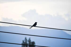 electricity wire and a bird in sky background photo