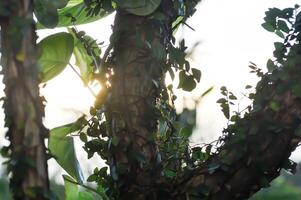 ficus pumila or climbing fig and Epipremnum aureum on the pagoda tree and sky background photo